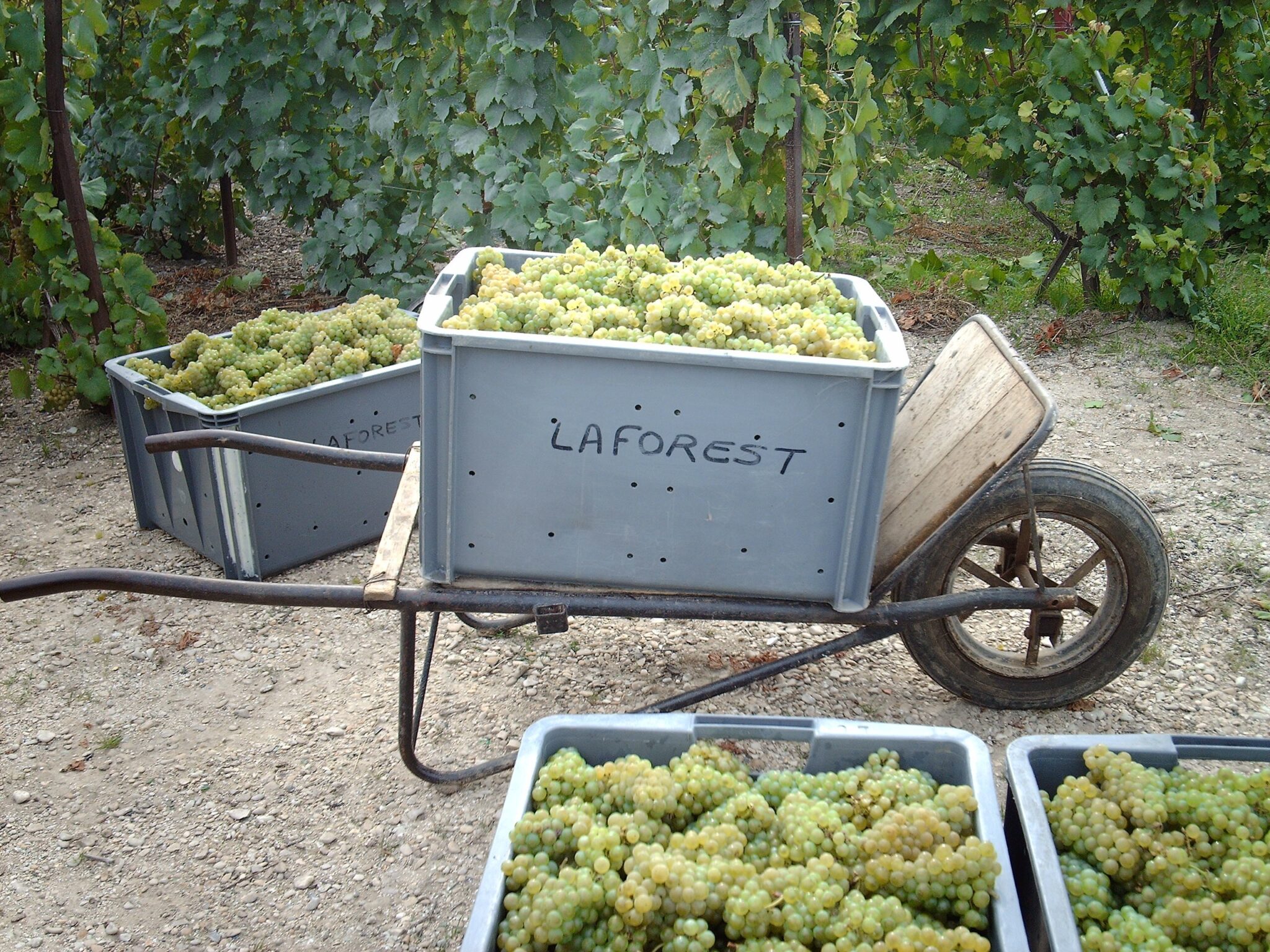 Champagne fra Christian Laforest