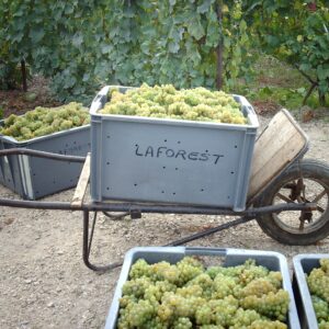 Familieejet champagne fra Christian Laforest